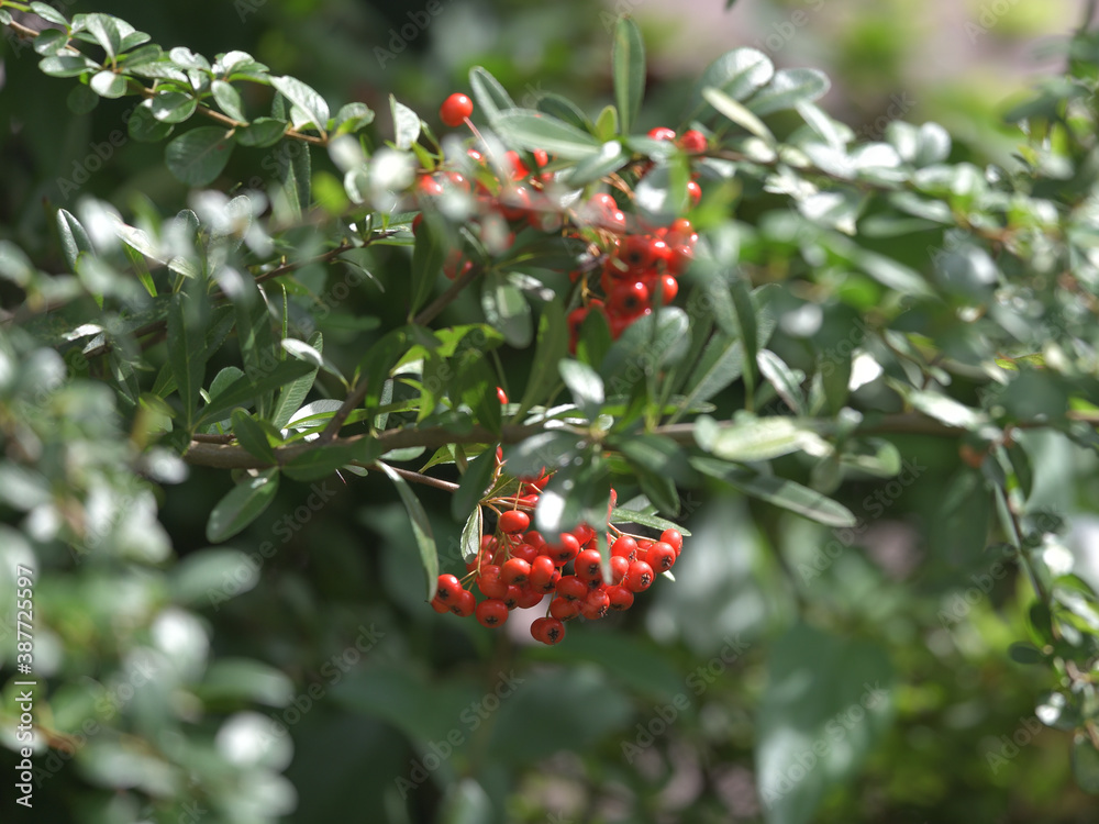 Red fruit tree, leaves and branches Red fruit tree, leaves and branches