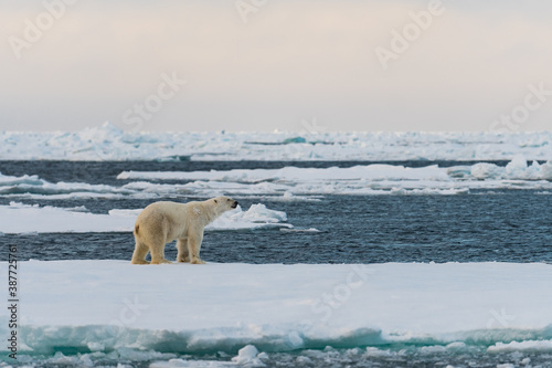 polar bear on ice