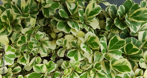 epipremnum aureum  marble queen green leaves in the garden. the shape consists of small trees. for texture and background. 