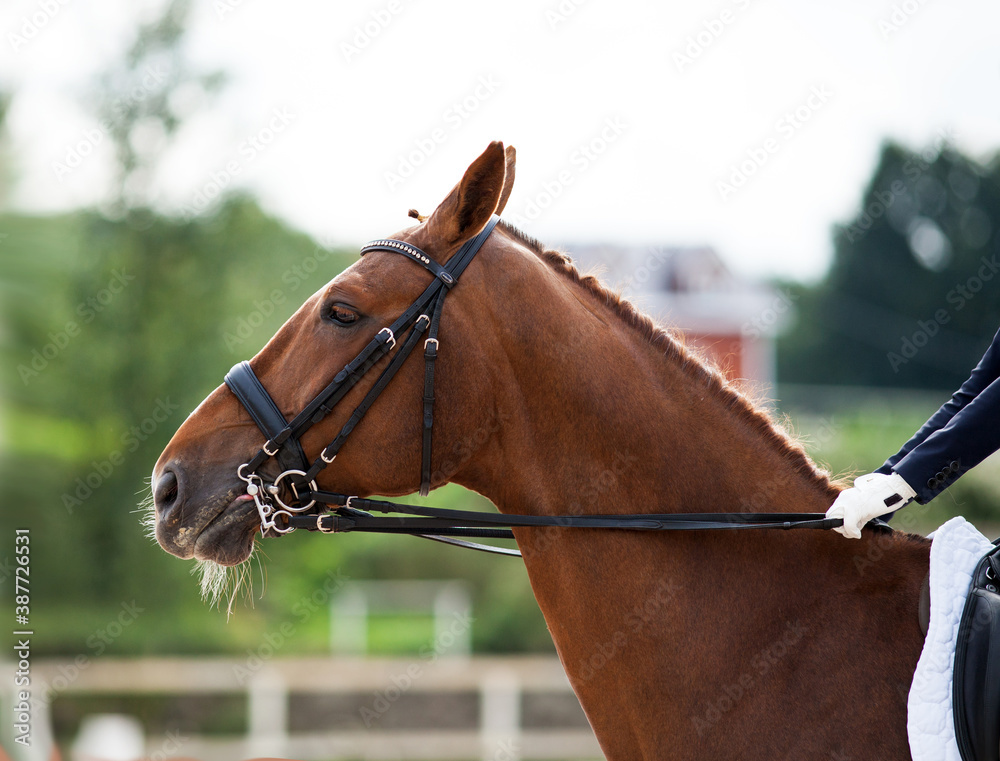 Fototapeta premium Portrait of brown sports horse with a bridle and rider hand in a white glove holding a leash.