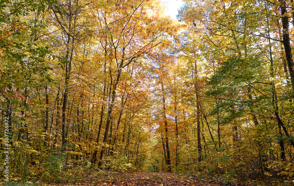 Autumn forest scenery with path of fall leaves & warm light illumining the gold foliage. Autumn forest scenery with path of fall leaves & warm light illumining the gold foliage.