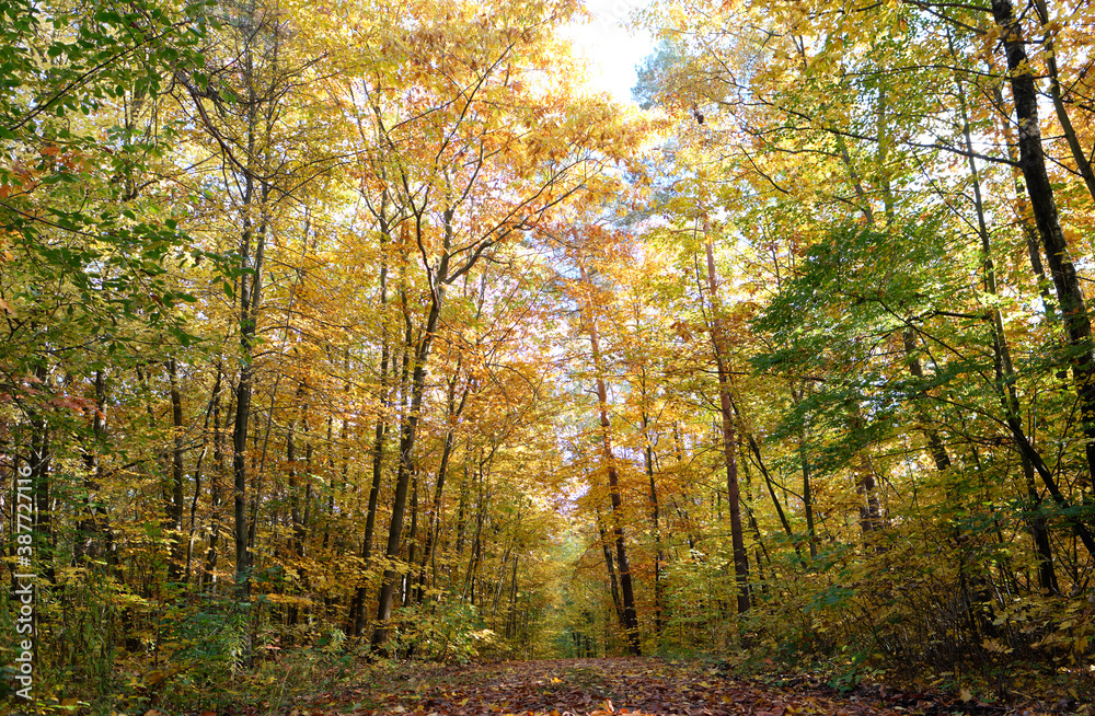 Autumn forest scenery with path of fall leaves & warm light illumining the gold foliage. 