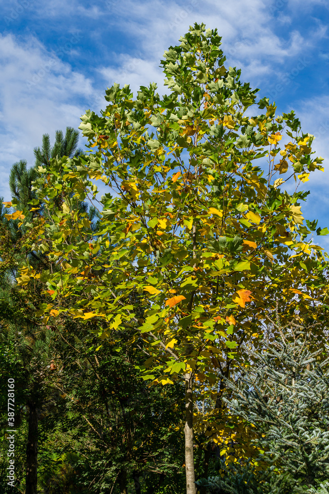 Golden, and yellow leaves Tulip tree (Liriodendron tulipifera), Autumn foliage American or Tulip Poplar on blue sky background. Selective focus. There is place for text