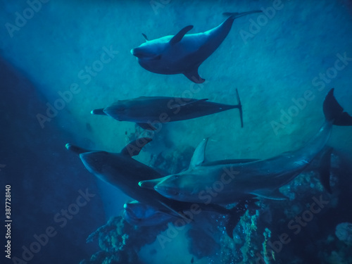 five playing spinner dolphins while diving in the red sea