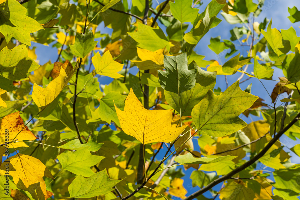 Golden, and yellow leaves of Tulip tree (Liriodendron tulipifera). Close-up autumn foliage of American or Tulip Poplar on blue sky background. Selective focus. There is place for text Golden, and yellow leaves of Tulip tree (Liriodendron tulipifera). Close-up autumn foliage of American or Tulip Poplar on blue sky background. Selective focus. There is place for text