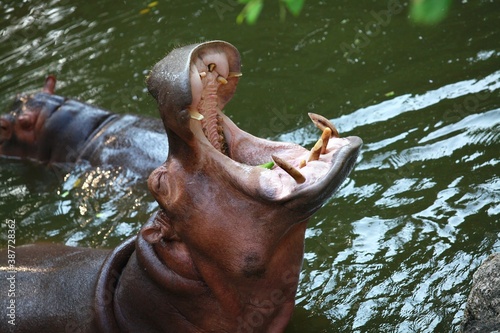 Hippo with open mouth asks for food from zoo visitors.