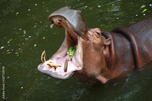 Hippo with open mouth asks for food from zoo visitors.