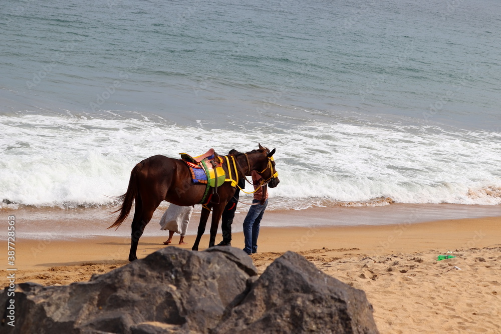 A horse stands near Mahabalipuram beach A horse stands near Mahabalipuram beach
