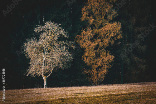 Trees growing out of the shadows photo