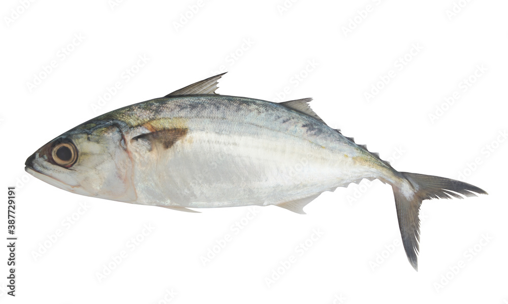 Short mackerel fish isolated on white background Short mackerel fish isolated on white background