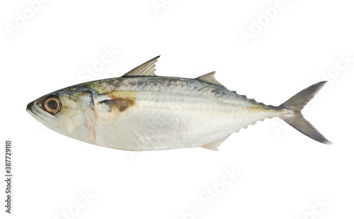 Raw mackerel fish isolated on white background