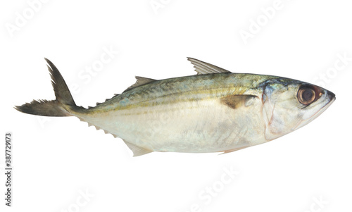 Short mackerel fish isolated on white background