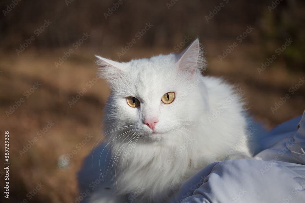 white furry serious cat looks at the camera white furry serious cat looks at the camera