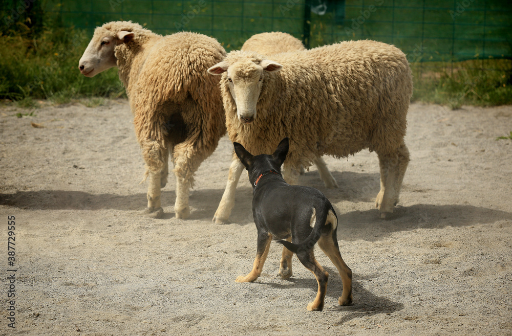 Kelpie sheep sales