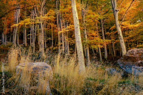 Photos autunno nel bosco 09 -  il bosco autunnale sulle pendici del Monte Rosa