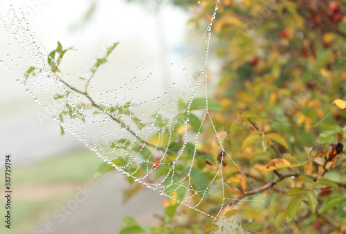 cobweb on a rose hip bush, yellow leaves and berries on a bush in the morning fog, bush and cobweb in the dew