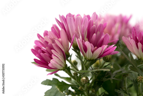 Chrysanthemum indicum