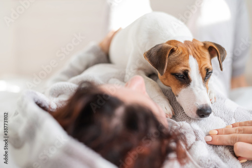 Dog jack russell terrier lies in bed with the owner. A woman hugs her pet