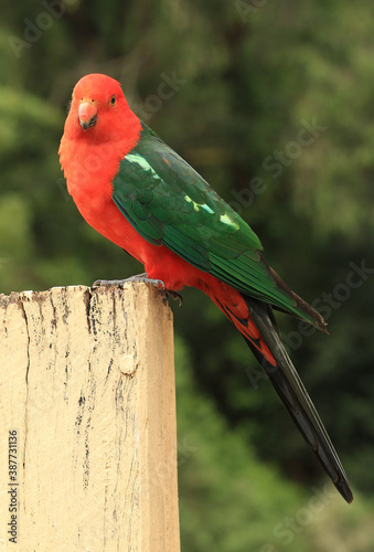 Cheeky male King Parrot (Alisterus scapularis), a native Australian bird, perched on a wooden post.
 photo