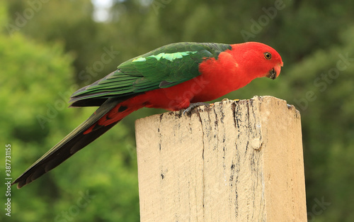 Cheeky male King Parrot (Alisterus scapularis), a native Australian bird, perched on a wooden post.