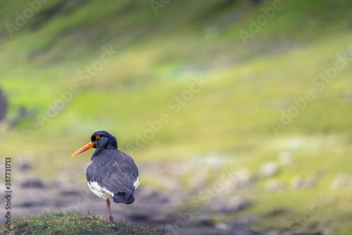 Obraz na płótnie Oyster Catcher w salonie