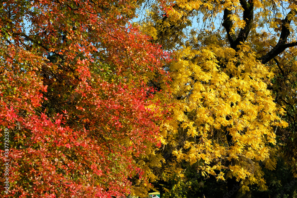 autumn foliage of the Beautiful, vibrant Autumn leaves on the Liquidambar tree, commonly called sweetgum gum, redgum, satin-walnut, or American storax in a park in Geneva, Switzerland autumn foliage of the Beautiful, vibrant Autumn leaves on the Liquidambar tree, commonly called sweetgum gum, redgum, satin-walnut, or American storax in a park in Geneva, Switzerland
