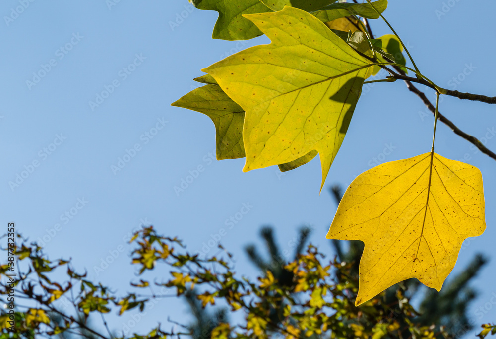 Obraz premium Golden, and yellow leaves of Tulip tree (Liriodendron tulipifera). Close-up autumn foliage of American or Tulip Poplar on blue sky background. Selective focus. There is place for text