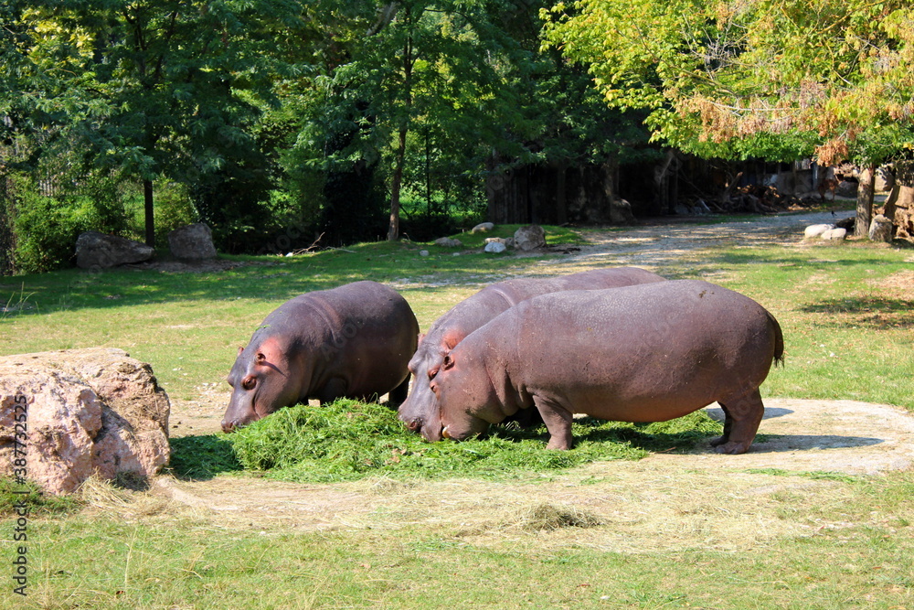 variety of animals at the zoo variety of animals at the zoo