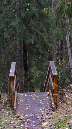 Wooden stairs in the forest