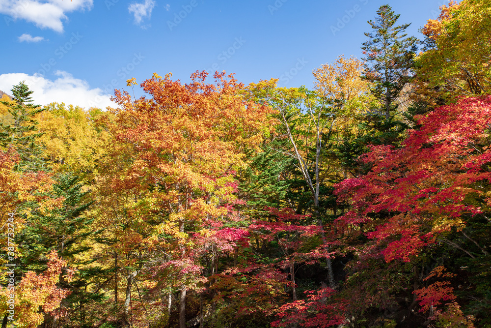 北海道の層雲峡の紅葉