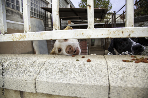 Abandoned hunting dog