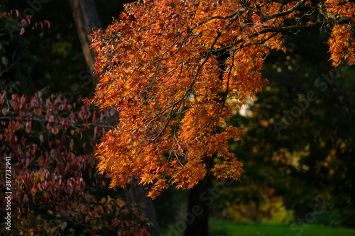 autumn foliage of the Beautiful, vibrant Autumn leaves on the Liquidambar tree, commonly called sweetgum gum, redgum, satin-walnut, or American storax in a park in Geneva, Switzerland photo