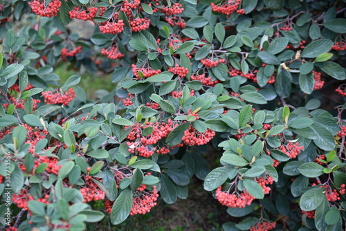 Cotoneaster lacteus en automne au jardin photo