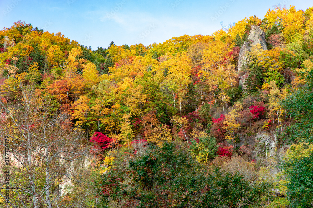 Fototapeta premium 北海道の層雲峡の紅葉