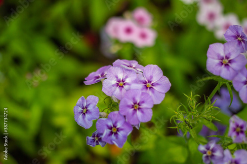 flower garder winter in Thailand 