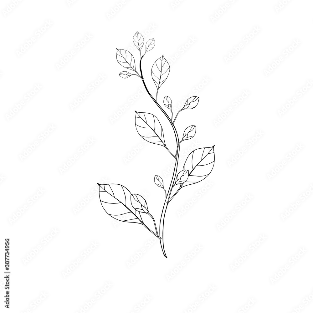 Plant branch with bud leaves ink monochrome hand drawn sketch. Art nature design element stock vector illustration for web, for print, for product tea design