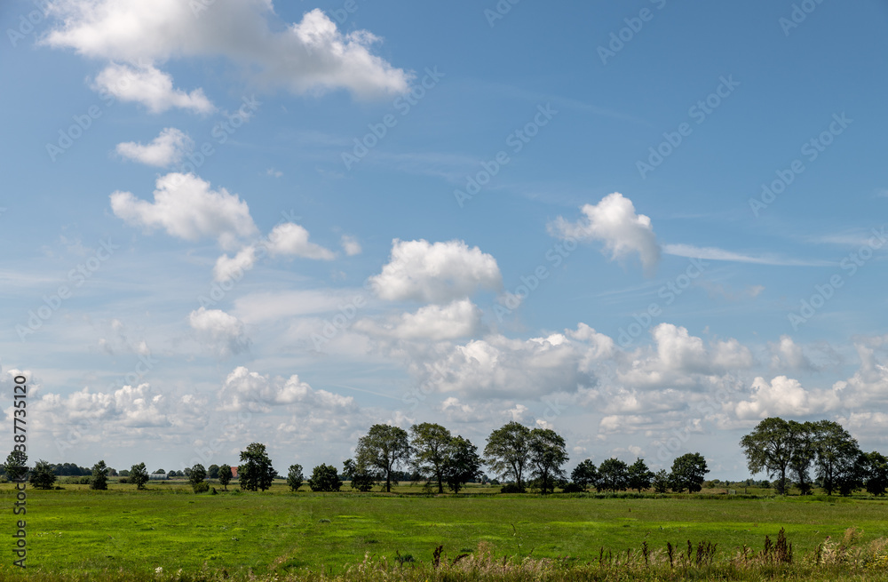 summer landscape with trees, blue sky and small white clouds