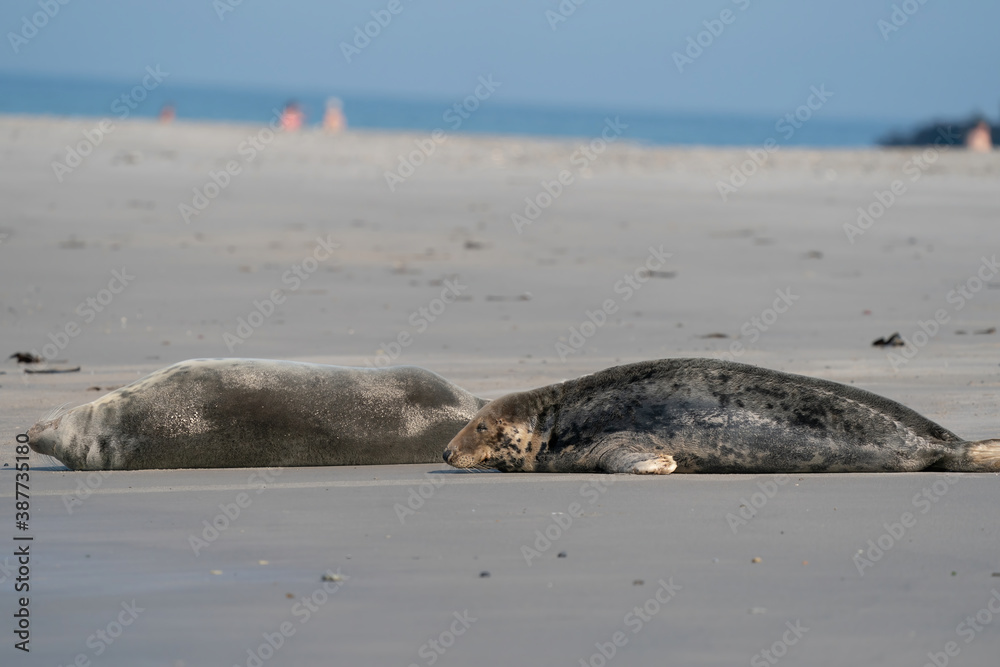 Obraz premium Funny lazy seals on the sandy beach of Dune, Germany