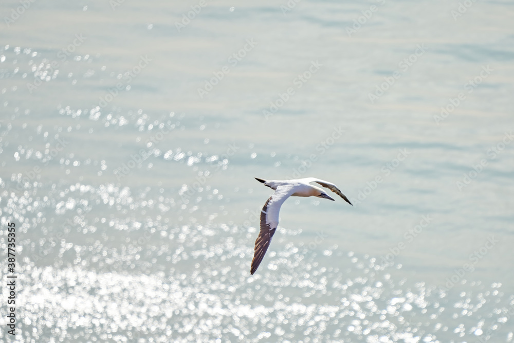 A single white and yellow gannet flies above the sea where the sun shines A single white and yellow gannet flies above the sea where the sun shines