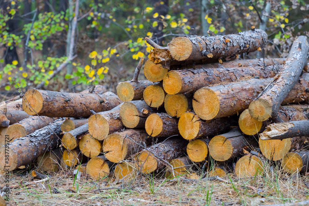 heap of pine tree log in a forest, outdoor industry scene