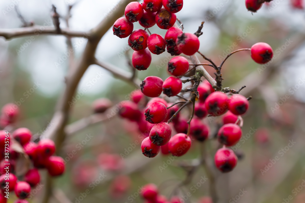 closeup hawthorn bush with ripe berries closeup hawthorn bush with ripe berries