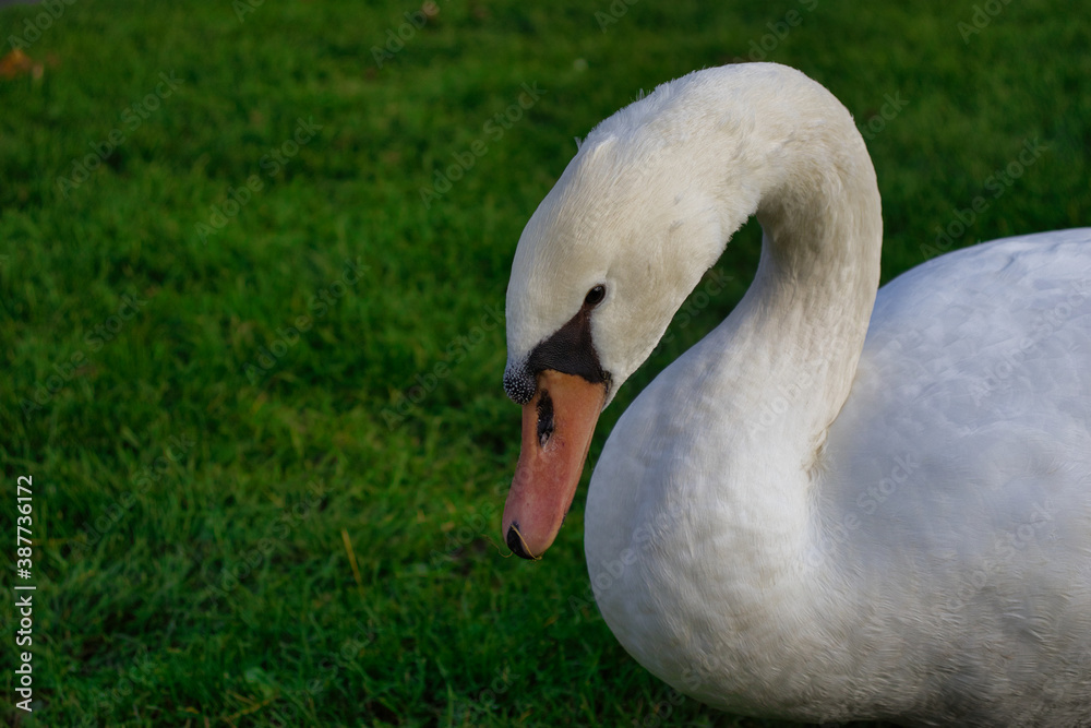 Schwan Schwan