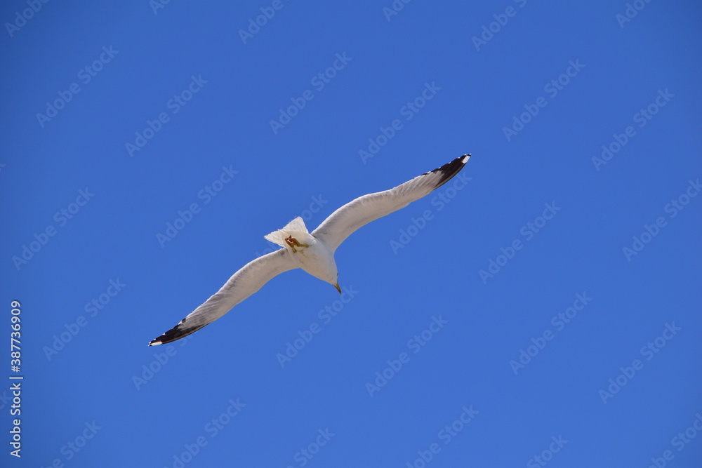 
seagulls flying free in the blue sky