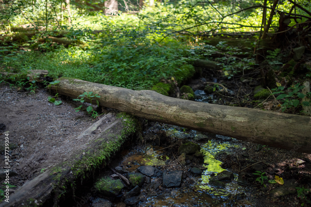 Focus on foreground trail and stream, with log footbridge and green foliage reflection. Green background with copy space Focus on foreground trail and stream, with log footbridge and green foliage reflection. Green background with copy space