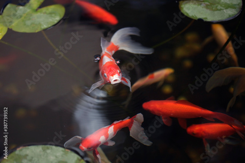 Sticker Red fish in town pond