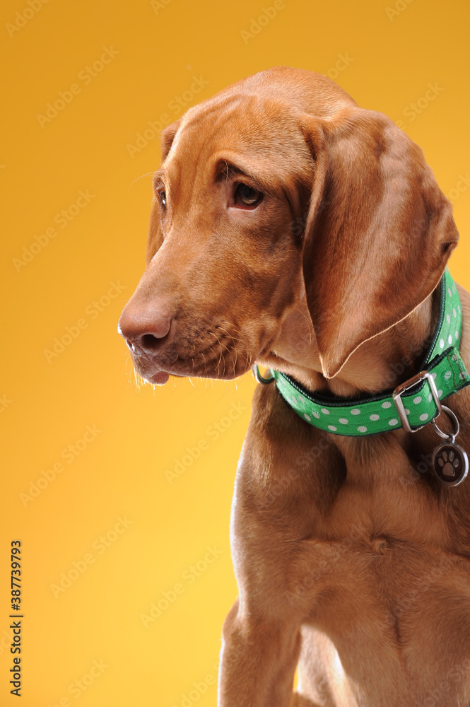 Young vizsla pointer dog portrait on colored background