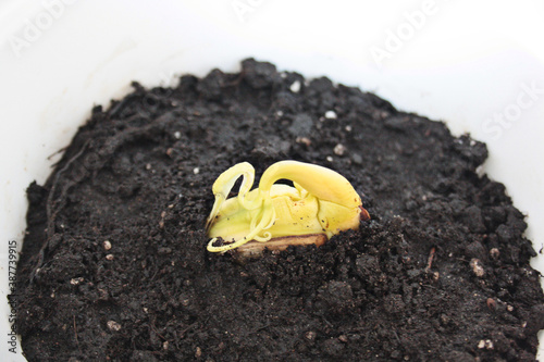 mango germ sprout from seed