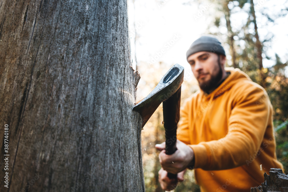 Strong lumberjack tree in wood with sharp ax, close up axe, wood chips fly. Strong lumberjack tree in wood with sharp ax, close up axe, wood chips fly.