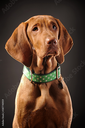 Young vizsla pointer dog portrait on colored background