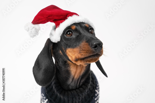 Close up portrait of cute little black and tan puppy dachshund wearing Santa Claus red and white hat. adorable Christmas or New Year concept. © Masarik